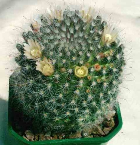 Mammillaria_kunzeana